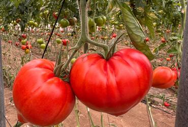 Yuksel Seeds expands its premium tomato portfolio with Amortoma