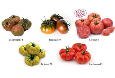 New tasty tomato specialties